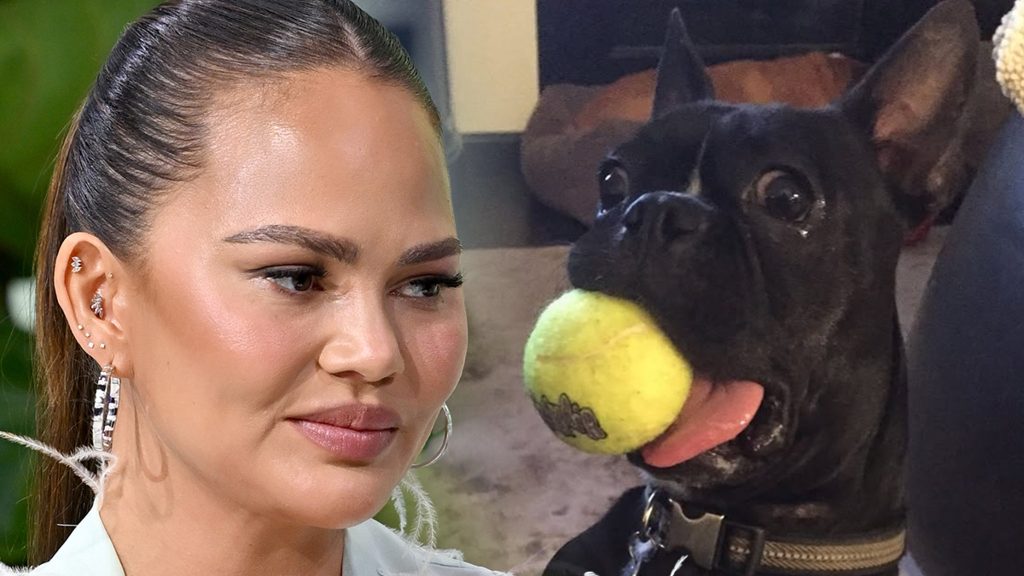 Chrissy Teigen Mengumumkan Kematian Anjing