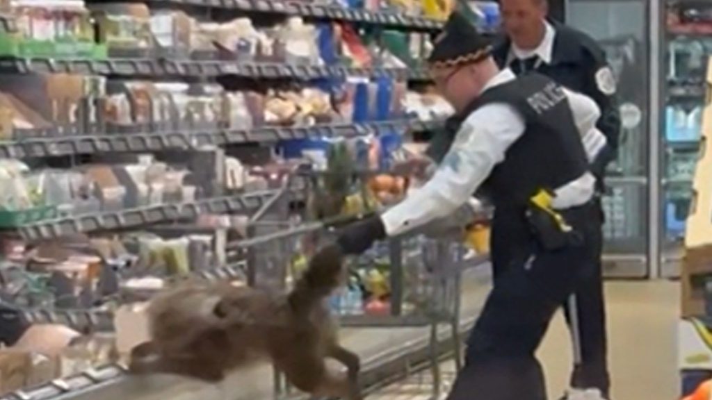 Coyote Bersembunyi di Chicago Supermarket Cooler Dicabut Ekornya, di Video