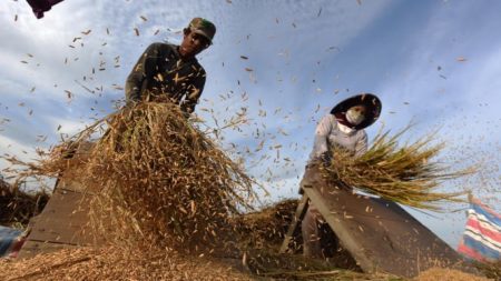 Bulog Serap Gabah Rp6.500 per kg sesuai arahan semerintah, petani diimbau jaga kualitas