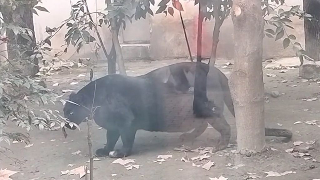 Black Panther Obesia Morbids mengecewakan wisatawan di kebun binatang, di video