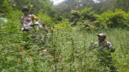 Kronologi Penemuan Ladi Ganja Di Taman Nasional Bromo, 4 Orang Jadi Tersangka