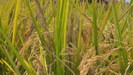 Target Meski Lampaui, Bulog Karawang Terus Serap Gabah Petani